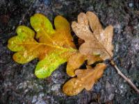 Nasse herbstliche Eichenblätter